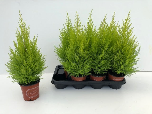 Cupressus Goldcrest Wilma 50cm 14cm Pot