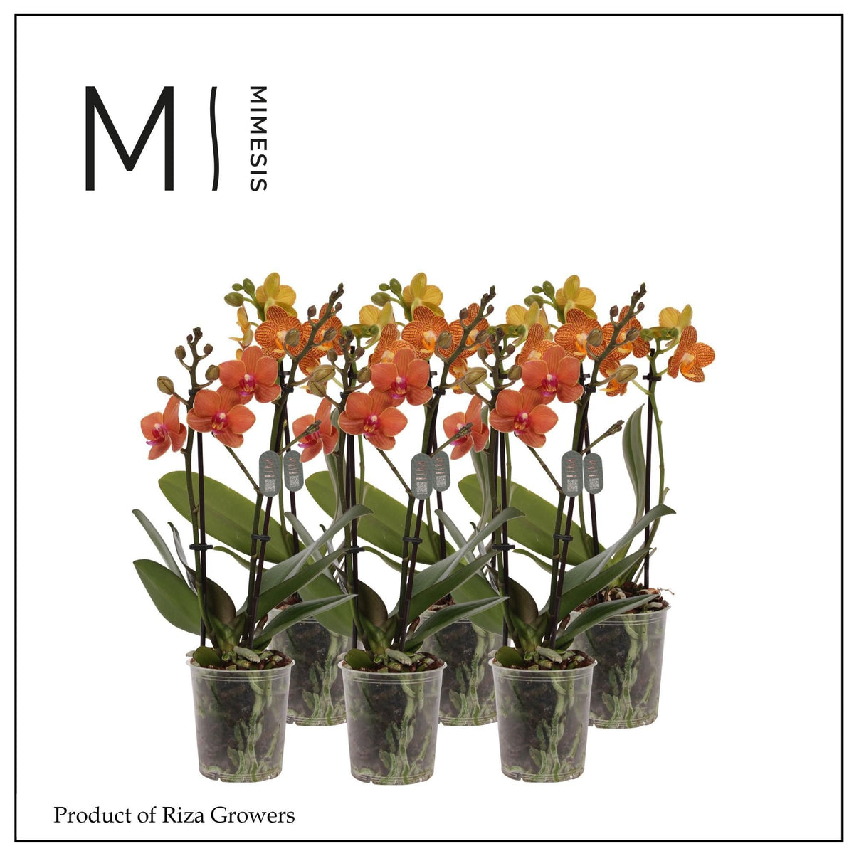 Phalaenopsis Orange 35cm 9cm Pot