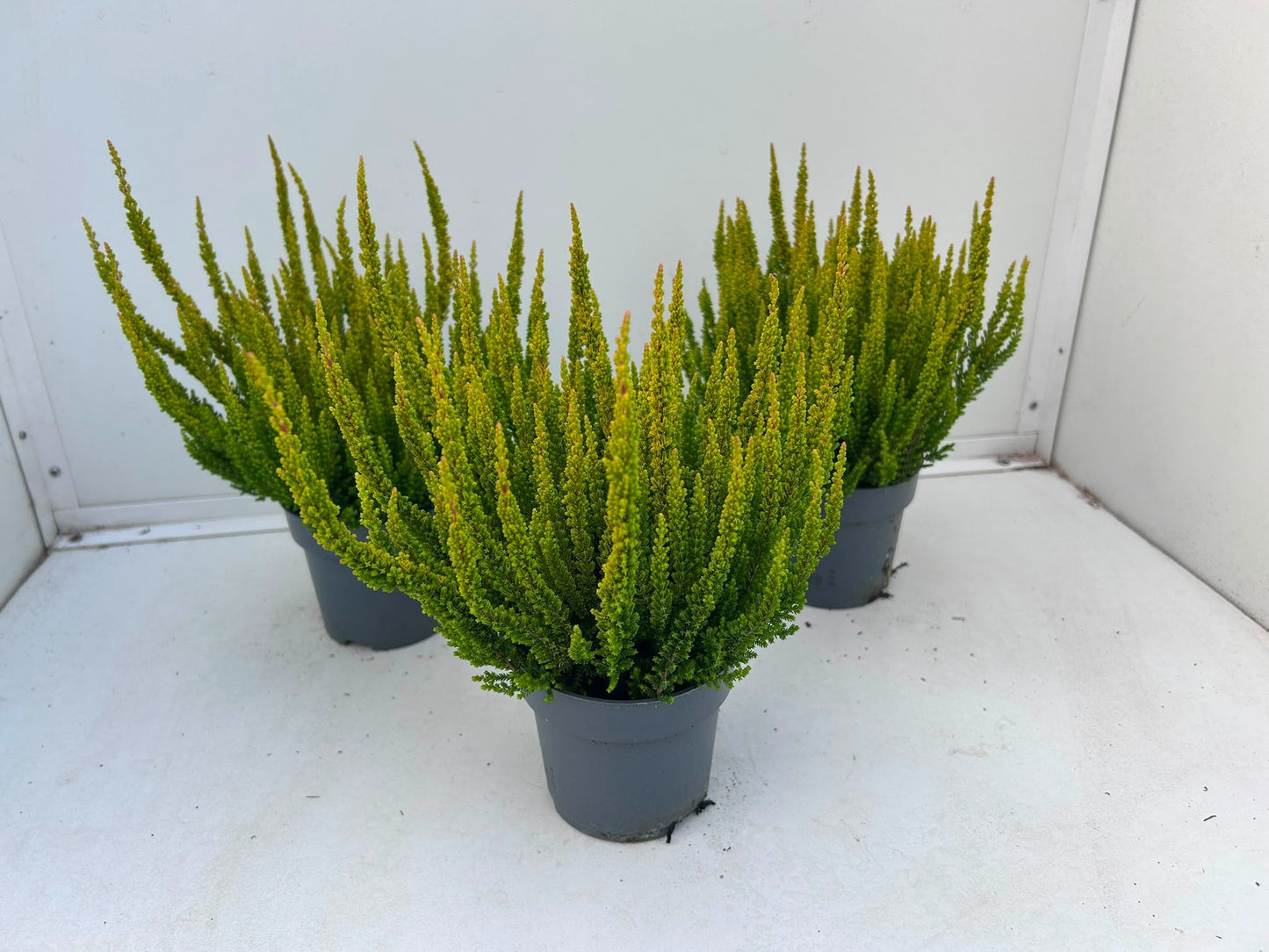 Gartenbau Janshen Gbr Calluna Skyline Las Vegas Pack of 10