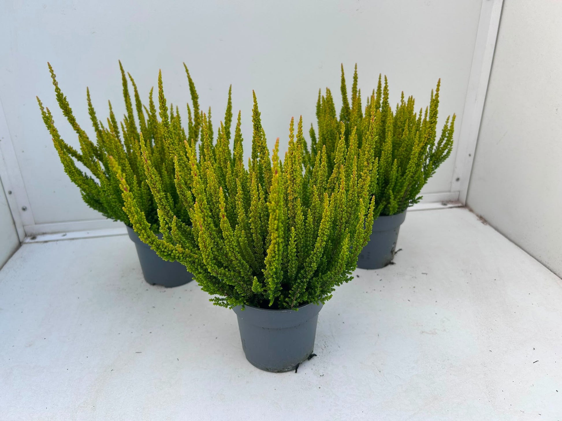 Gartenbau Janshen Gbr Calluna Skyline Las Vegas Pack of 10
