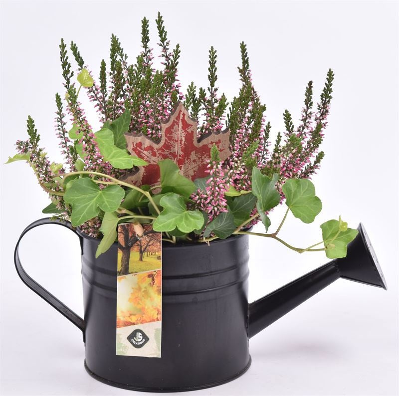 Outdoor arrangement 12cm Pot