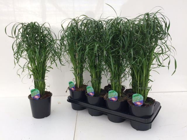 Keijzer M. Cyperus alternifolius Pack of 7