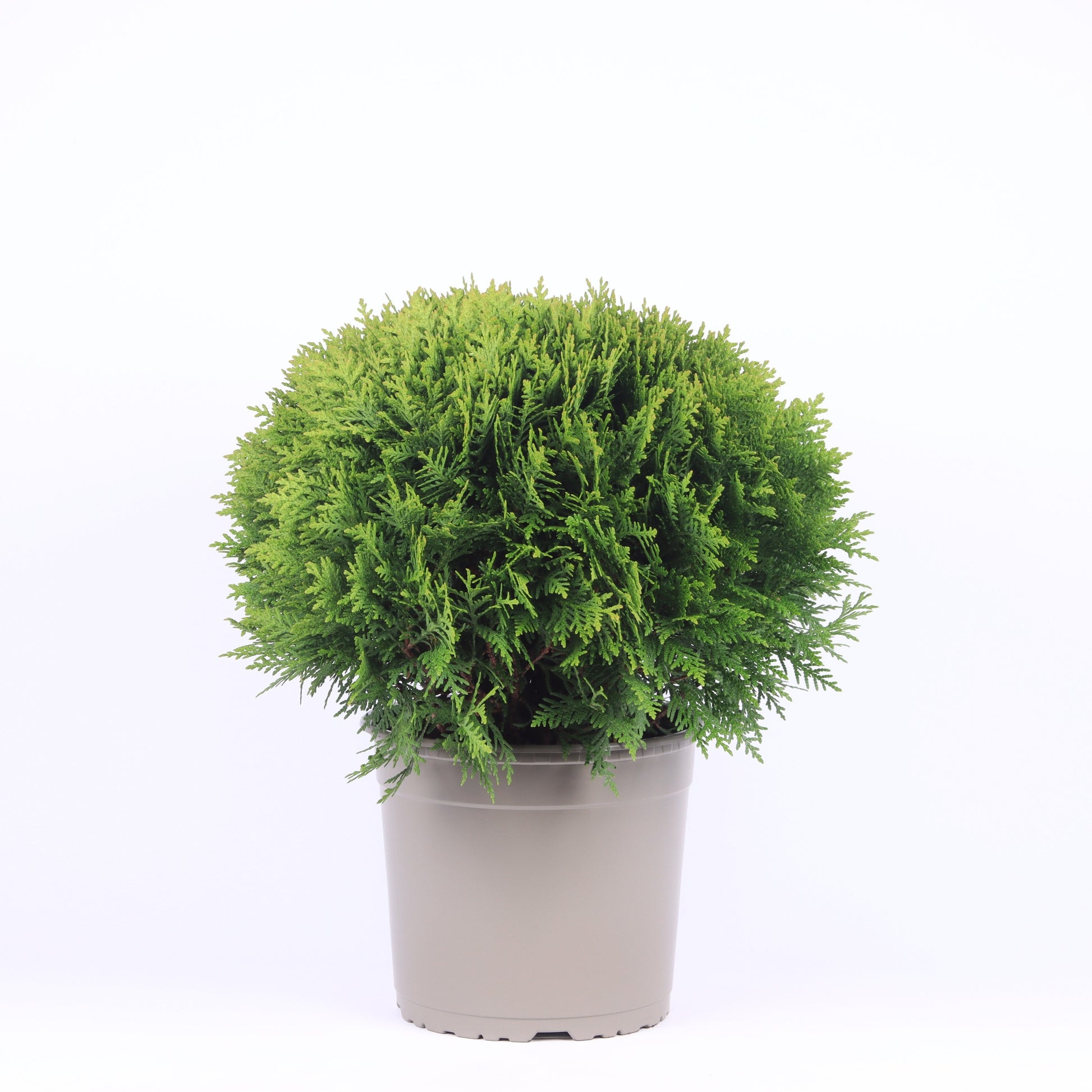 Thuja occidentalis Danica 40cm 23cm Pot