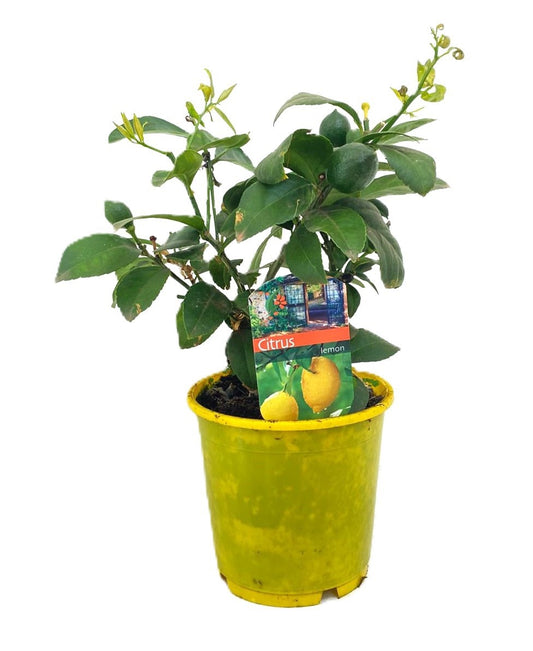 Citrus Lemon 35cm 14cm Pot