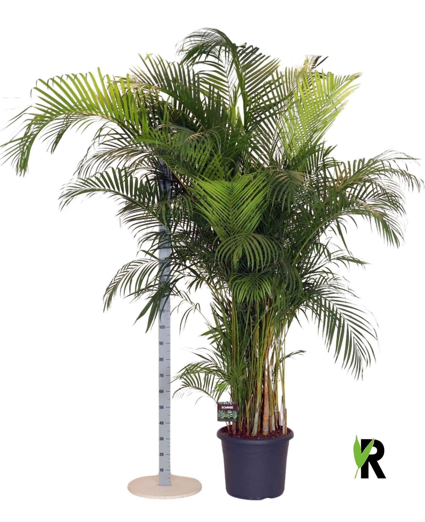Dypsis lutescens 280cm 48cm Pot