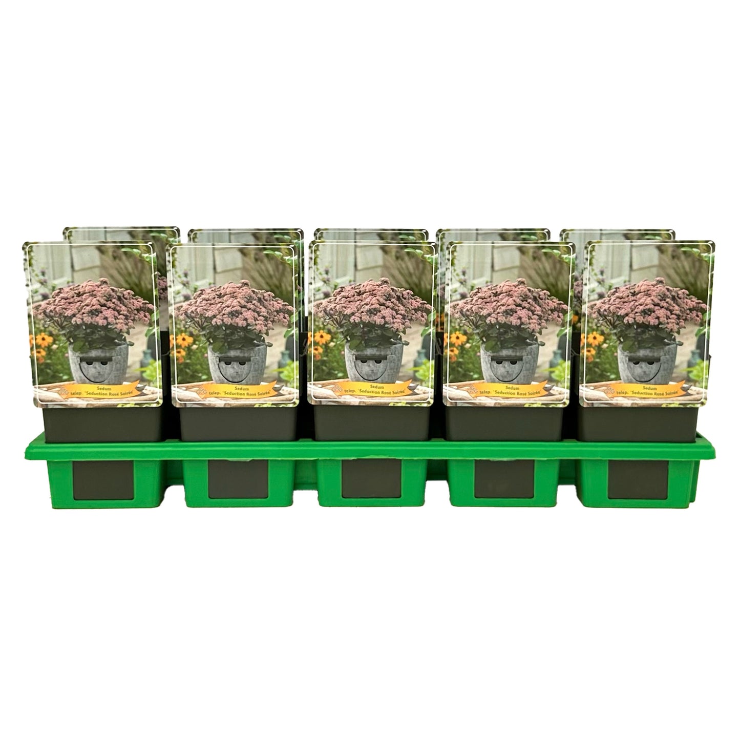 sedum-seduction-ros-soir-e-25cm-11cm-pot