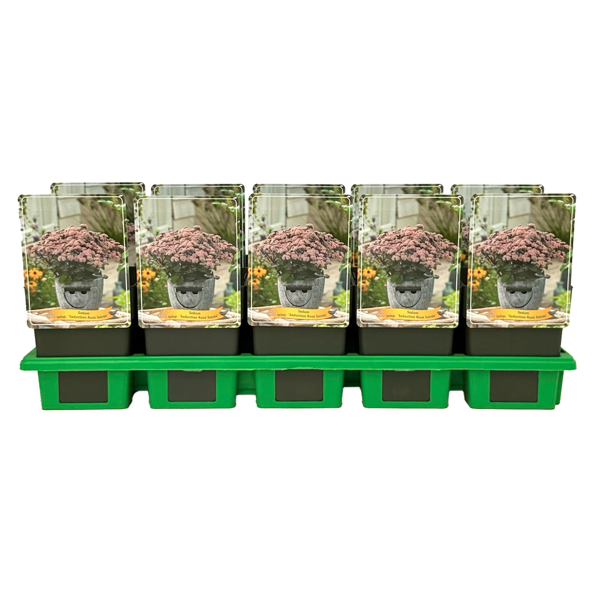 sedum-seduction-ros-soir-e-25cm-11cm-pot