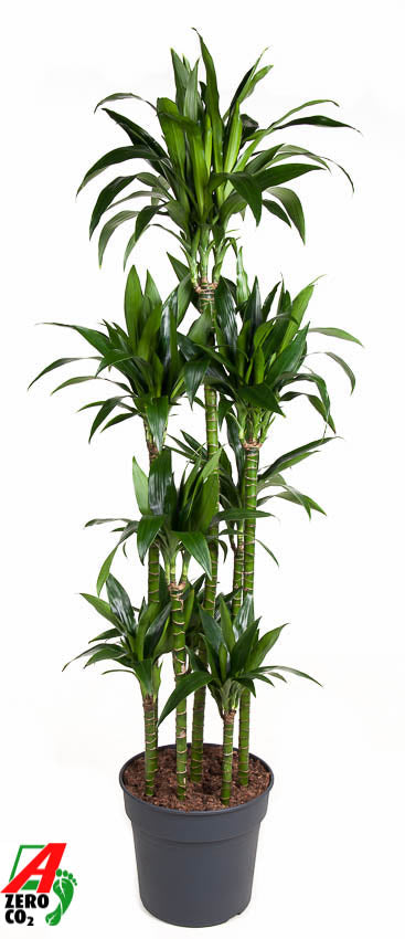 Dracaena frag. Janet Craig caroussel 180cm 34cm Pot