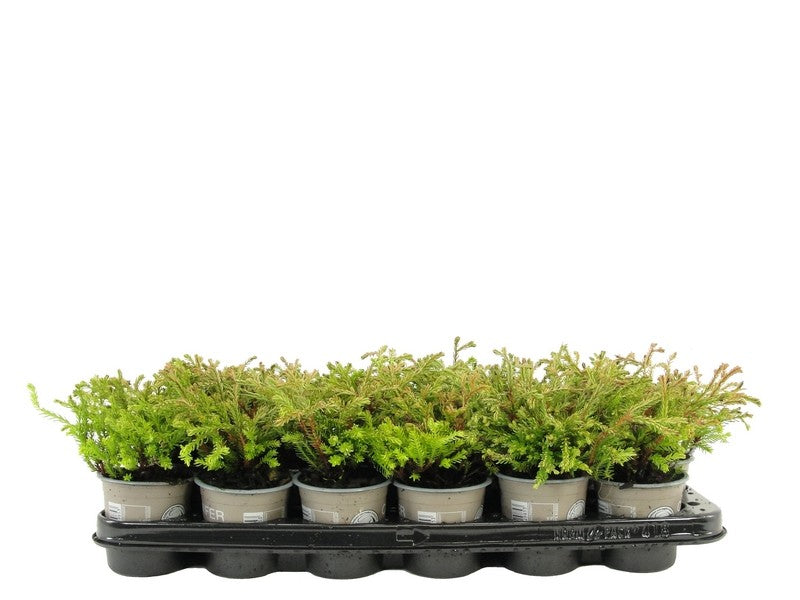Thuja occidentalis Golden Tuffet 15cm 9cm Pot