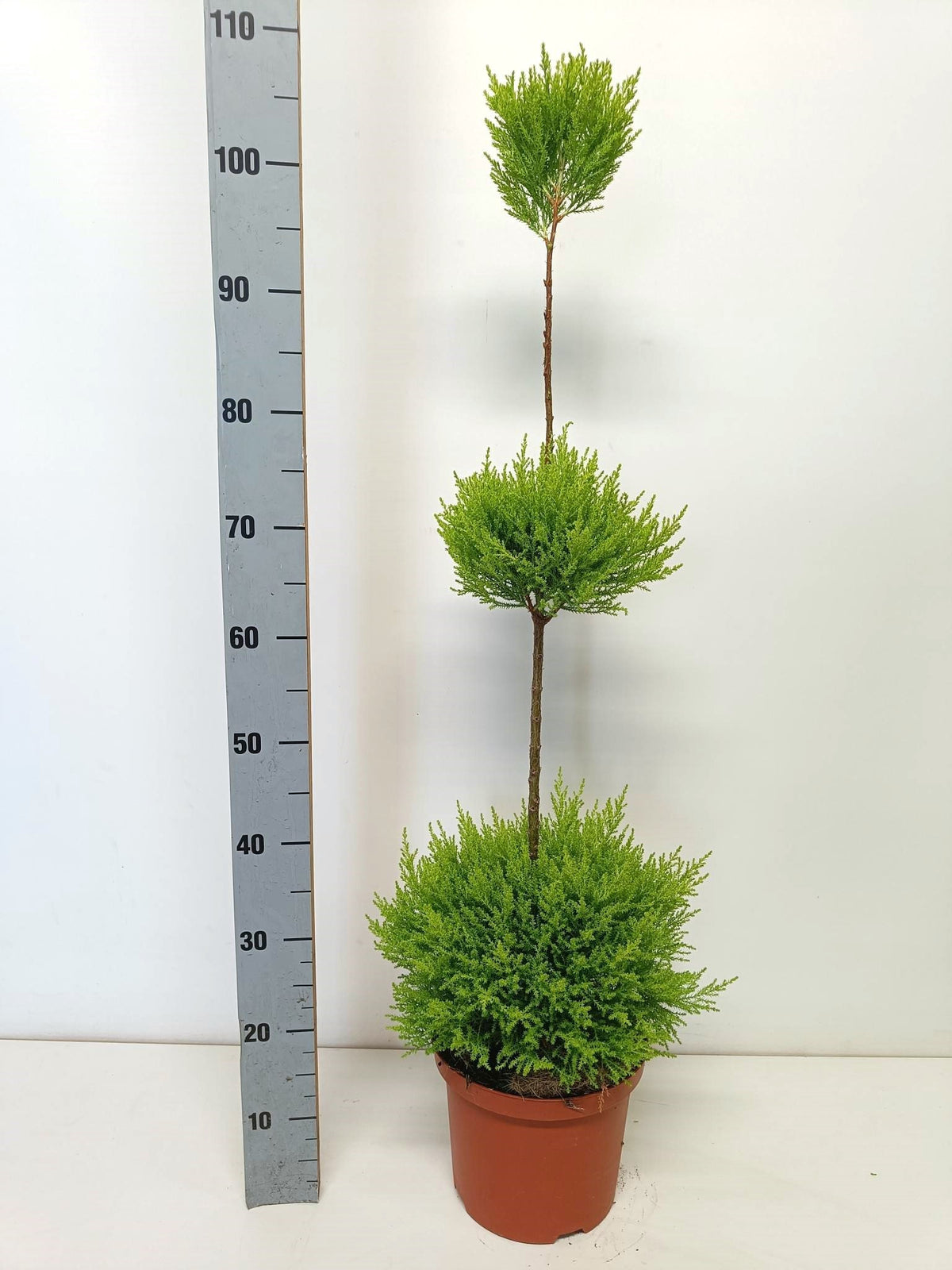 Cupressus Goldcrest standard 115cm 23cm Pot