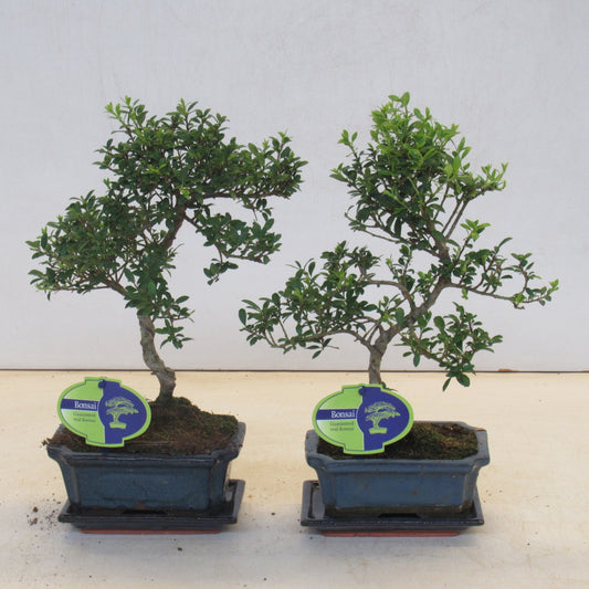 Ilex crenata 25cm 15cm Pot