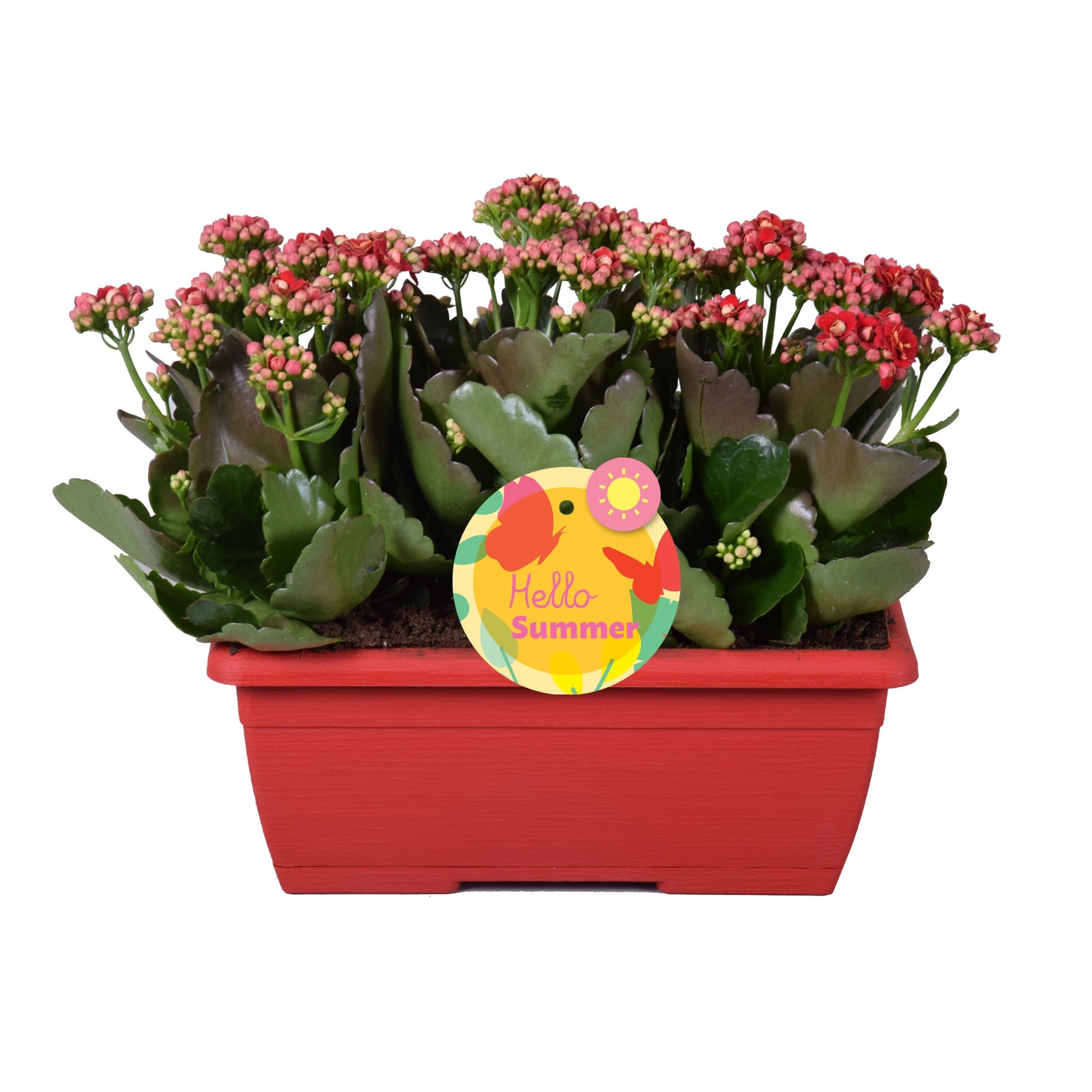 Kalanchoe Rubio Red 25cm 25cm Pot