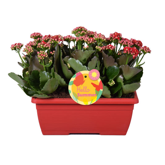 Kalanchoe Rubio Red 25cm 25cm Pot