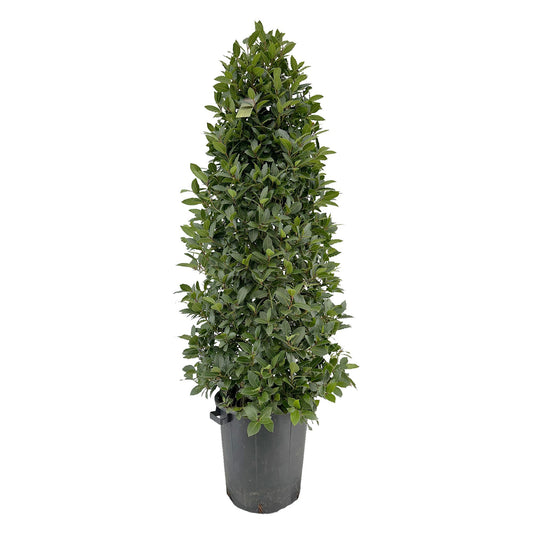 Laurus nobilis 200cm 40cm Pot
