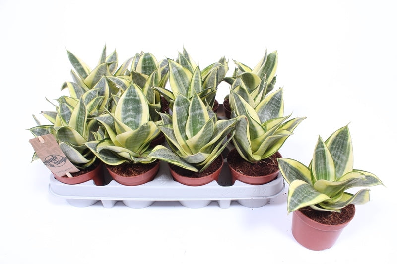 Fachjan BV Sansevieria Golden Hahnii Pack of 18