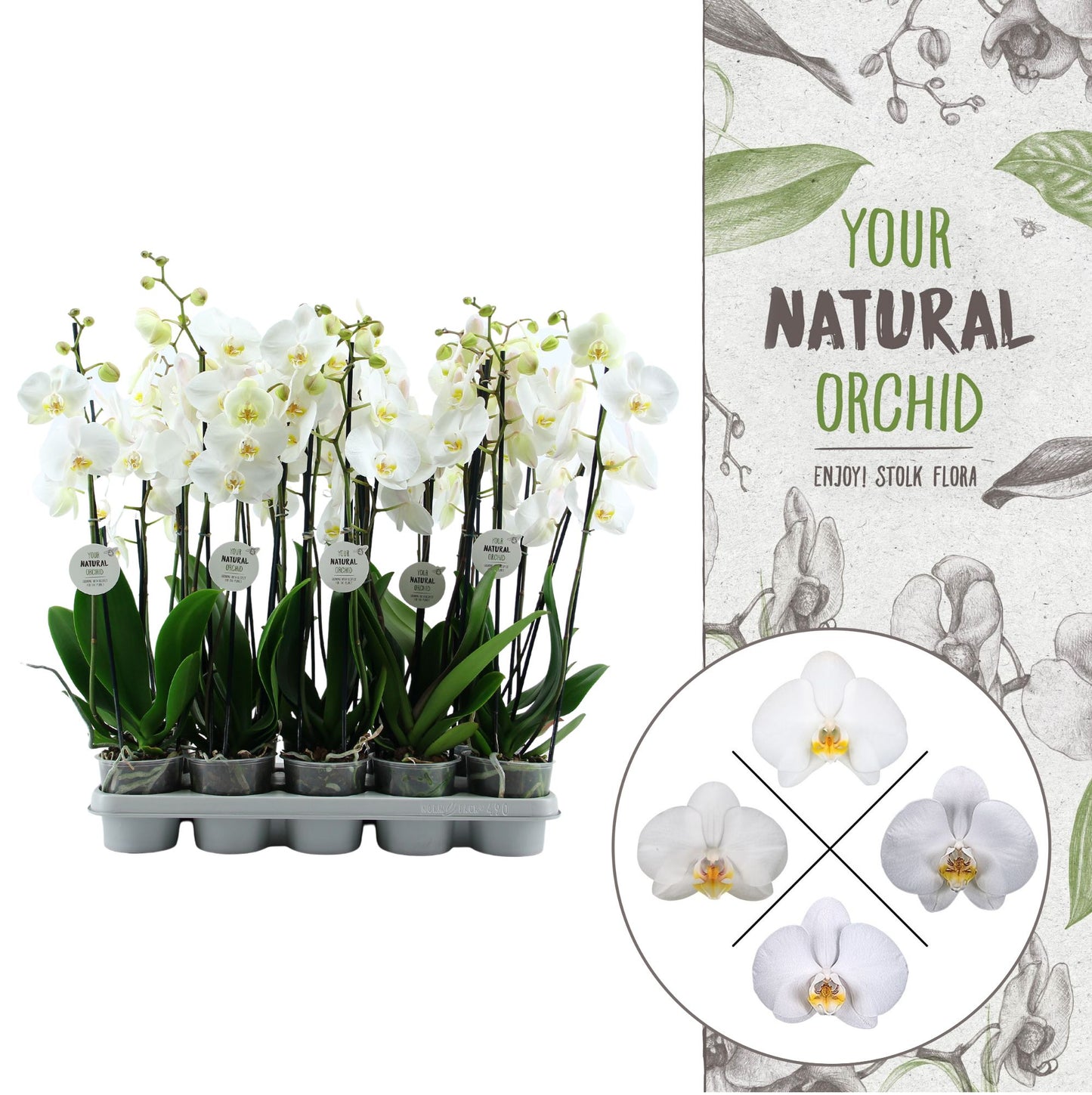 Phalaenopsis white 60cm 12cm Pot