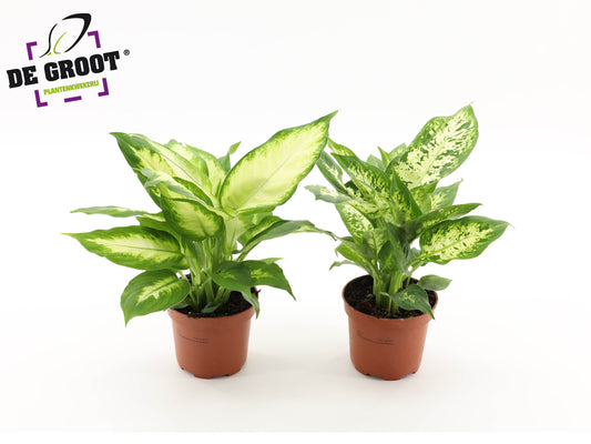 Dieffenbachia mix 35cm 12cm Pot