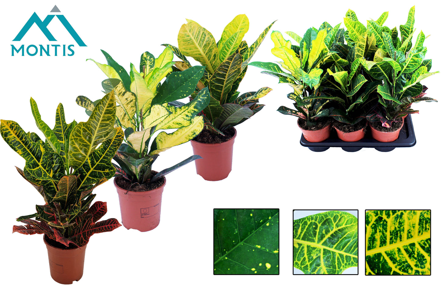 Codiaeum mix 55cm 17cm Pot