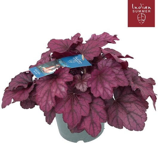 Heuchera Indian Summer pink 30cm 19cm Pot
