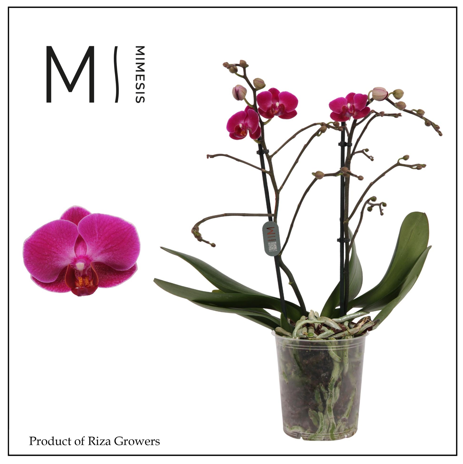 Phalaenopsis mf. Morelia 50cm 12cm Pot