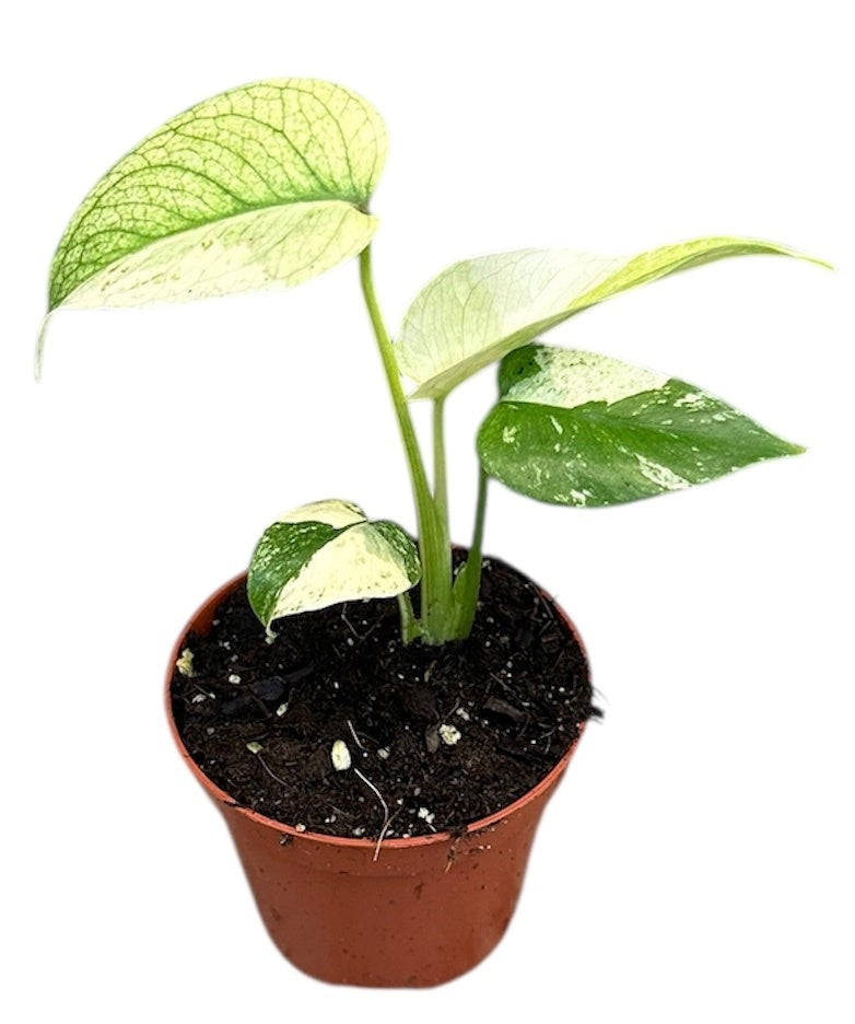 Monstera Variegated 10cm 8cm Pot
