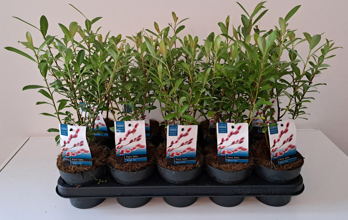 Salix gracilistyla Mount Aso 30cm 12cm Pot