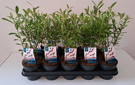 Salix gracilistyla Mount Aso 30cm 12cm Pot