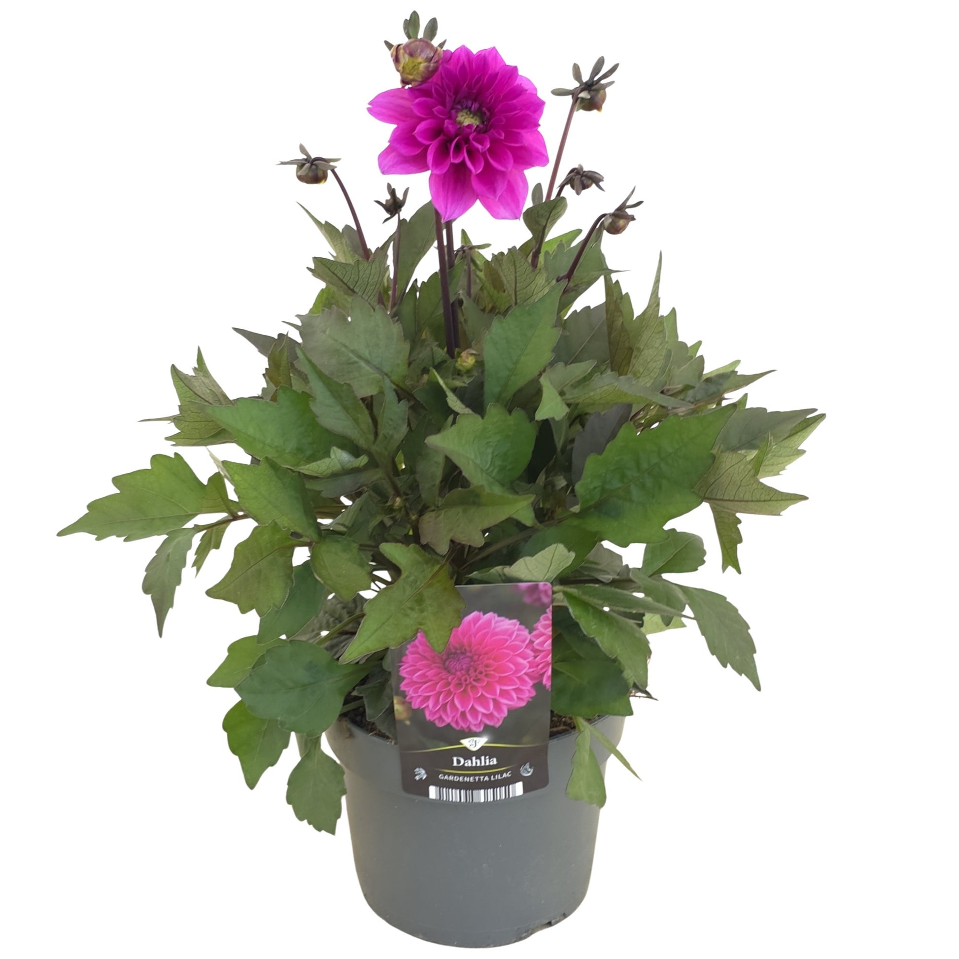 Dahlia Gardenetta Lavender 40cm 17cm Pot