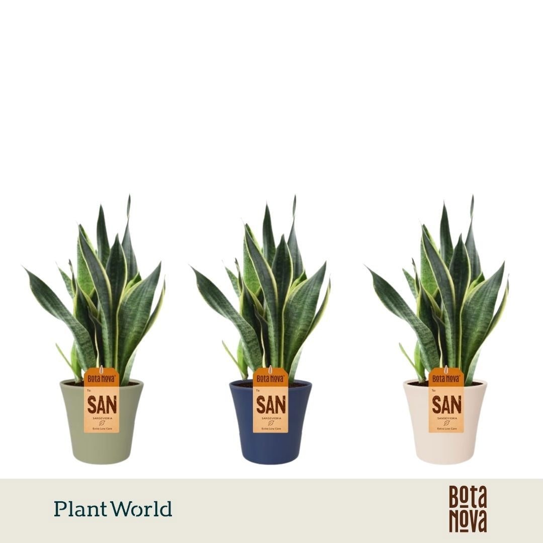 Sansevieria Futura Superba 40cm 14cm Pot