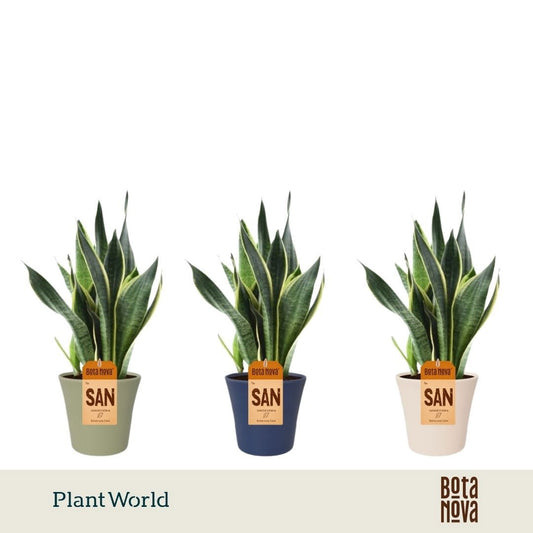 Sansevieria Futura Superba 40cm 14cm Pot