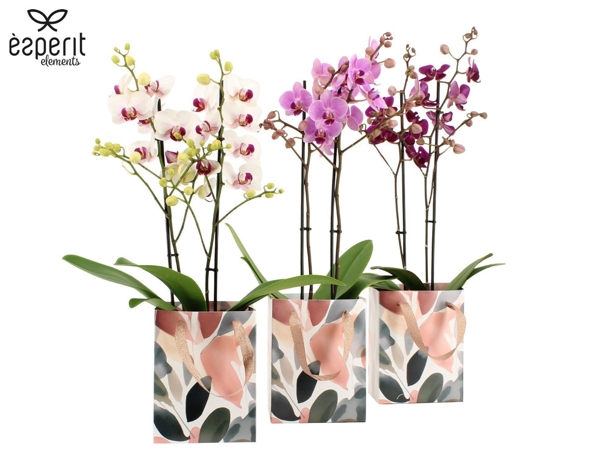 Phalaenopsis mix 50cm 12cm Pot