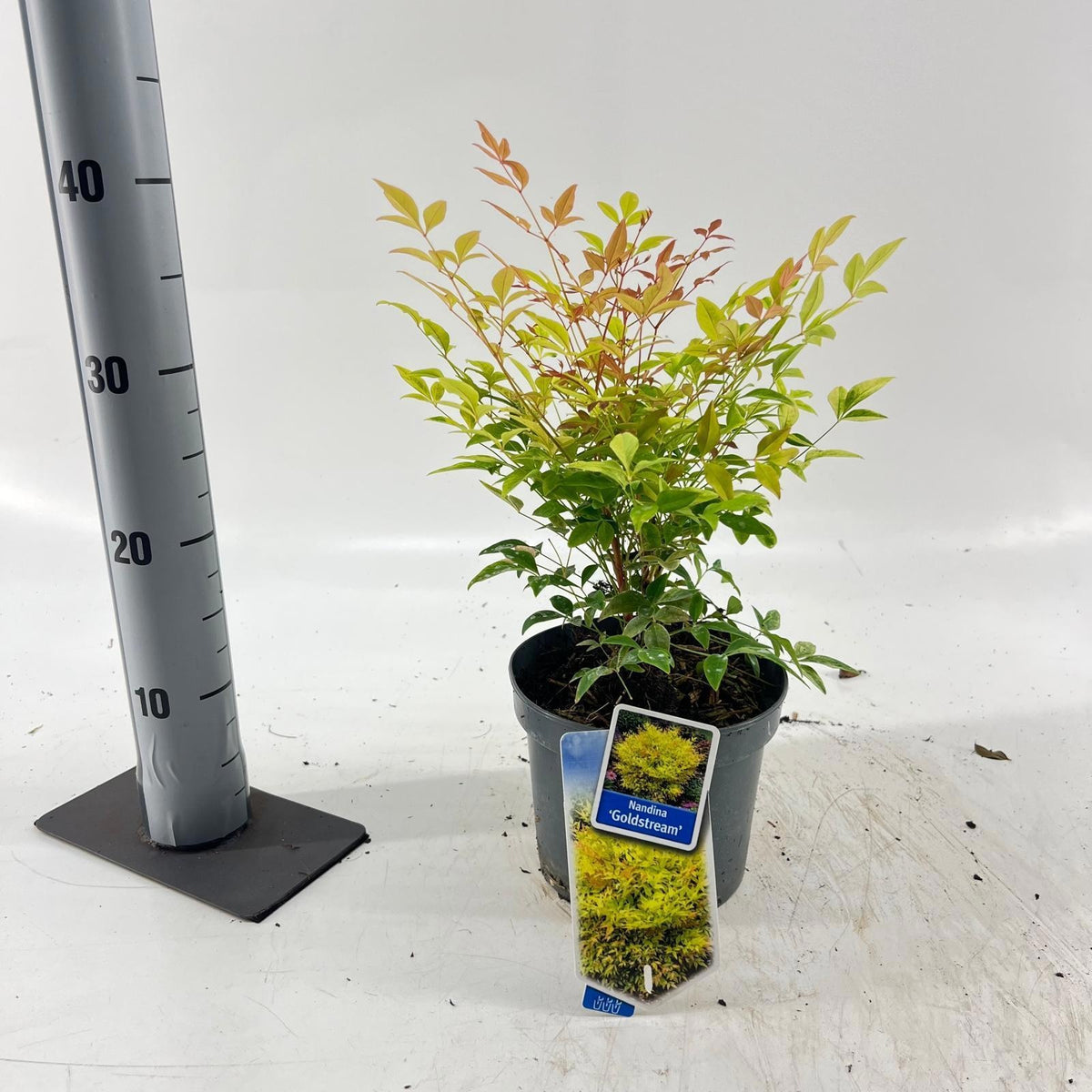Nandina domestica 40cm 17cm Pot