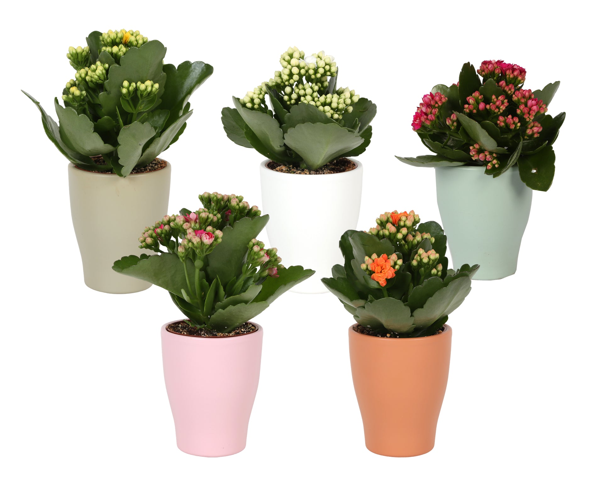 Kalanchoe Rosalina mix 15cm 7cm Pot