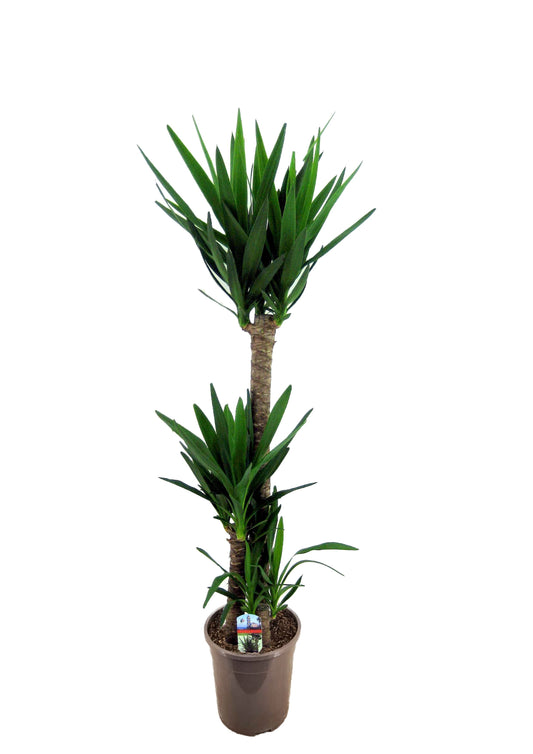 Yucca elephantipes 170cm 24cm Pot