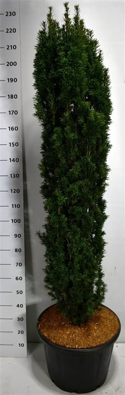 Taxus Fastigiata Robusta 220cm 54cm Pot