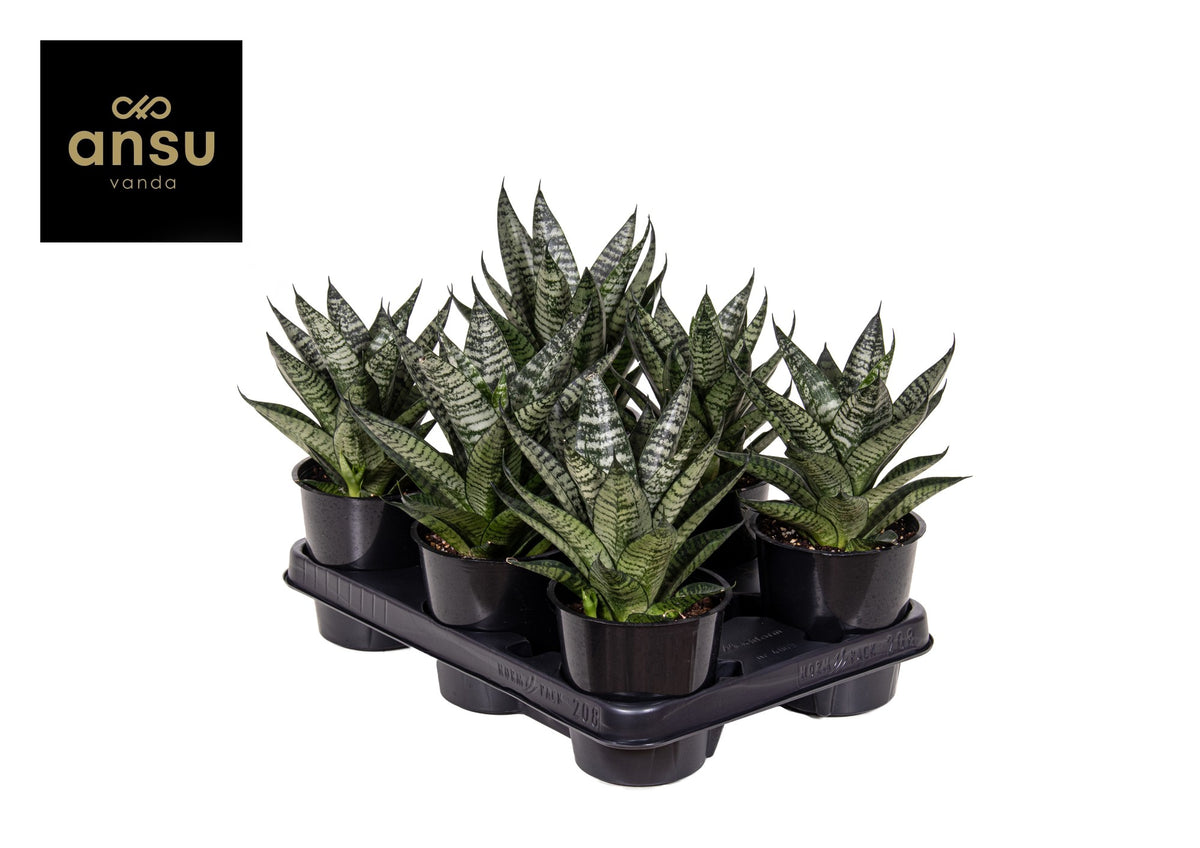 Sansevieria cylindrica 22cm 12cm Pot