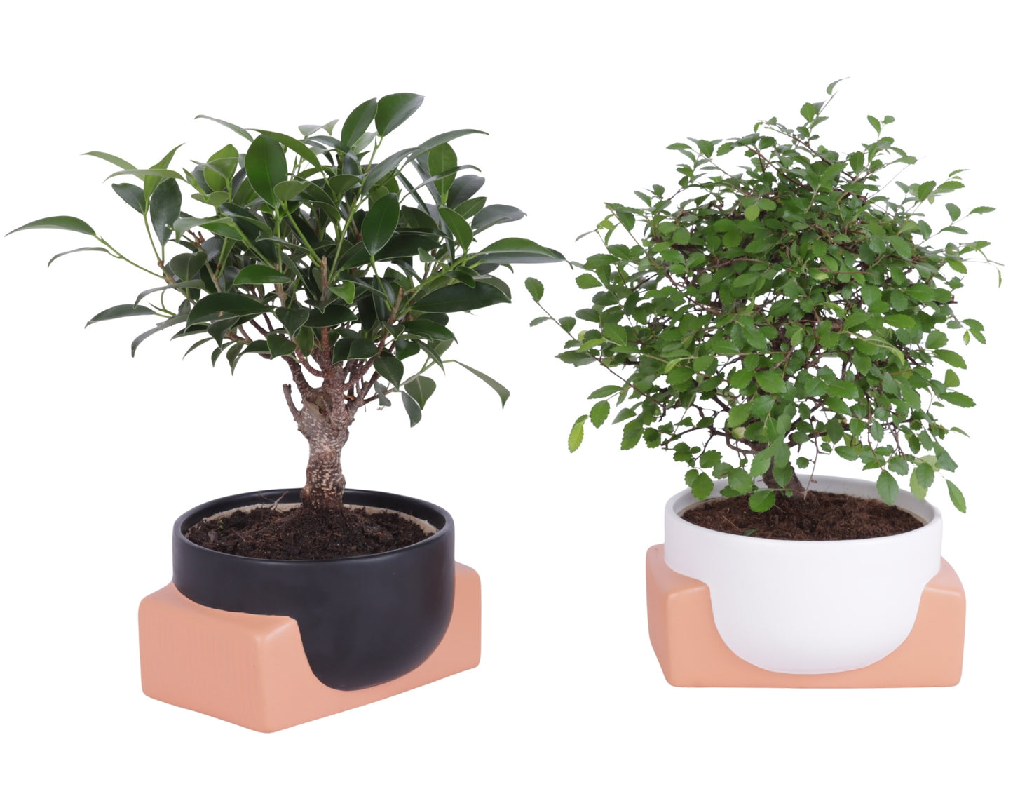 Bonsai mix 30cm 16cm Pot