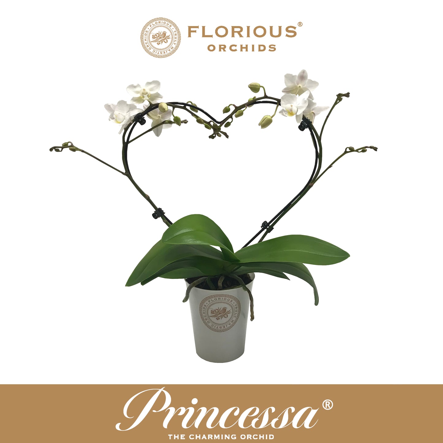 Phalaenopsis white 40cm 9cm Pot