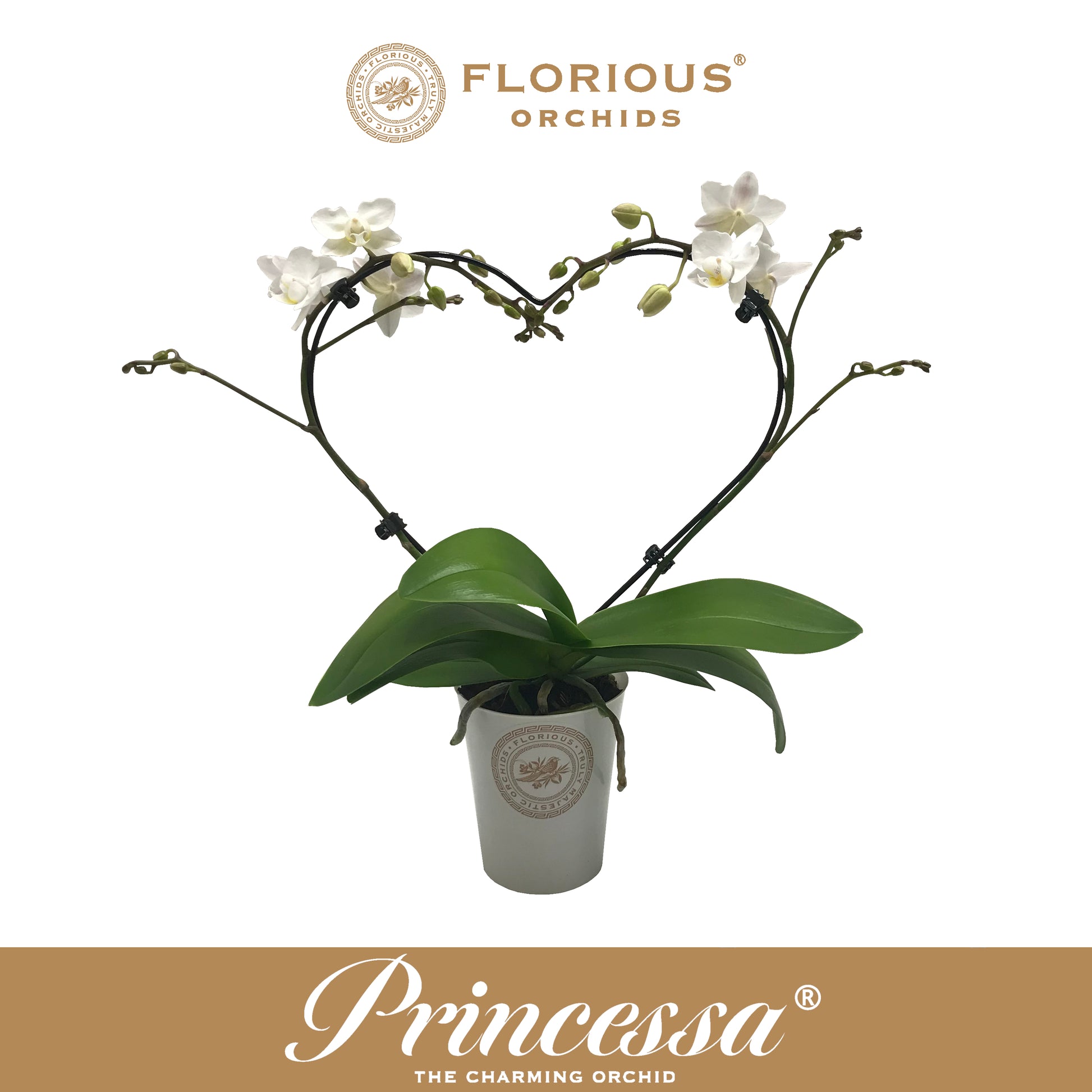 Phalaenopsis white 40cm 9cm Pot