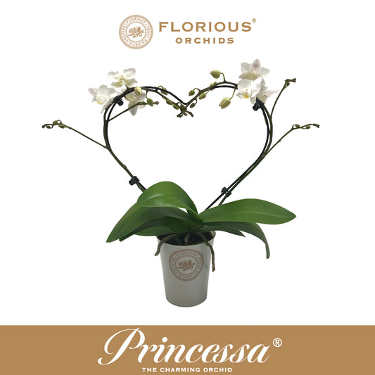 Phalaenopsis white 40cm 9cm Pot