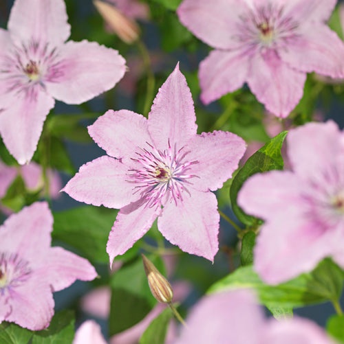 Clematis Hagley Hybrid 40cm 11cm Pot