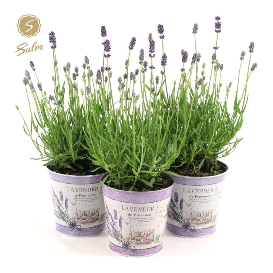 Lavandula Felice 28cm 14cm Pot