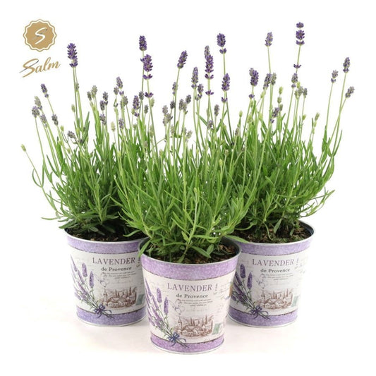 Lavandula Felice 28cm 14cm Pot