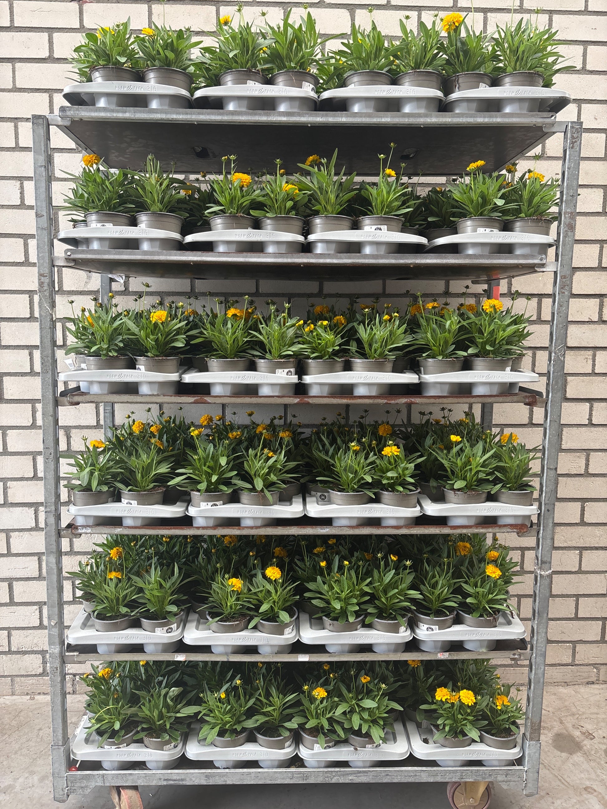 Coreopsis gran. Solena 25cm 13cm Pot