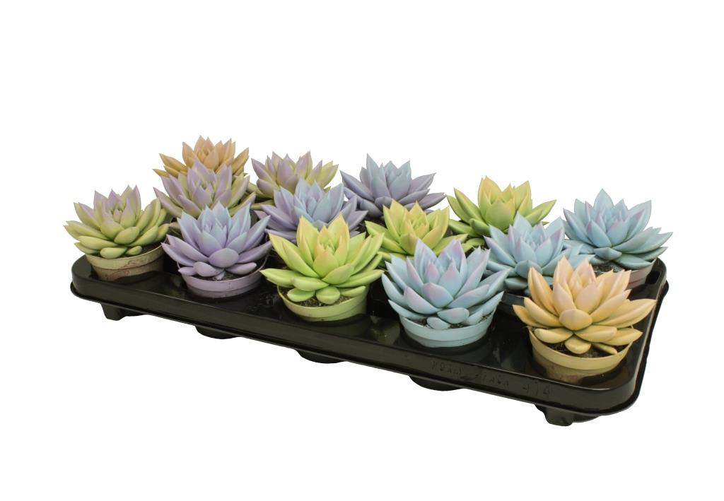 Echeveria colored Pastel mix 11cm Special Pot (508)