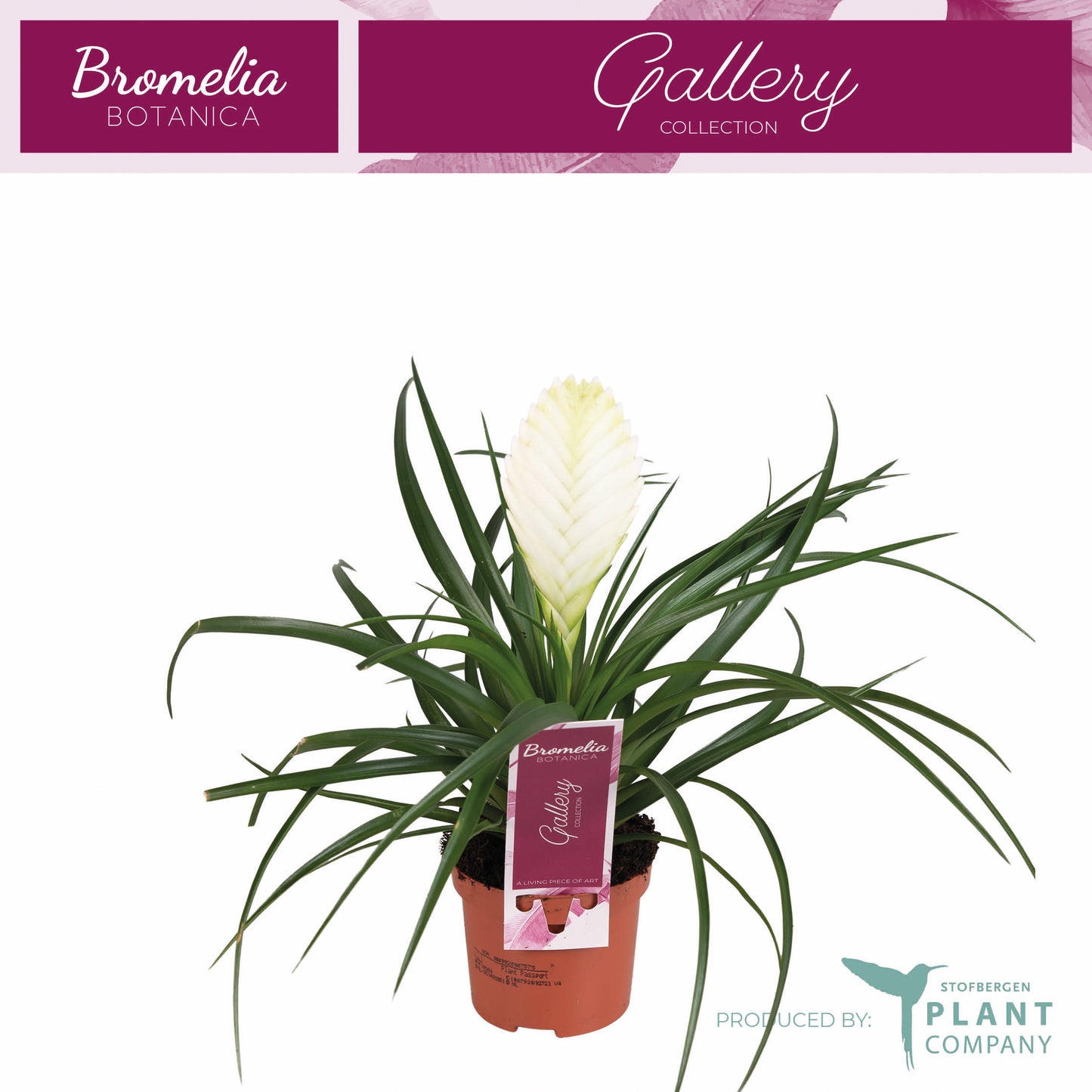 Tillandsia Biancini 35cm 9cm Pot