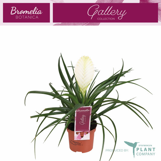 Tillandsia Biancini 35cm 9cm Pot