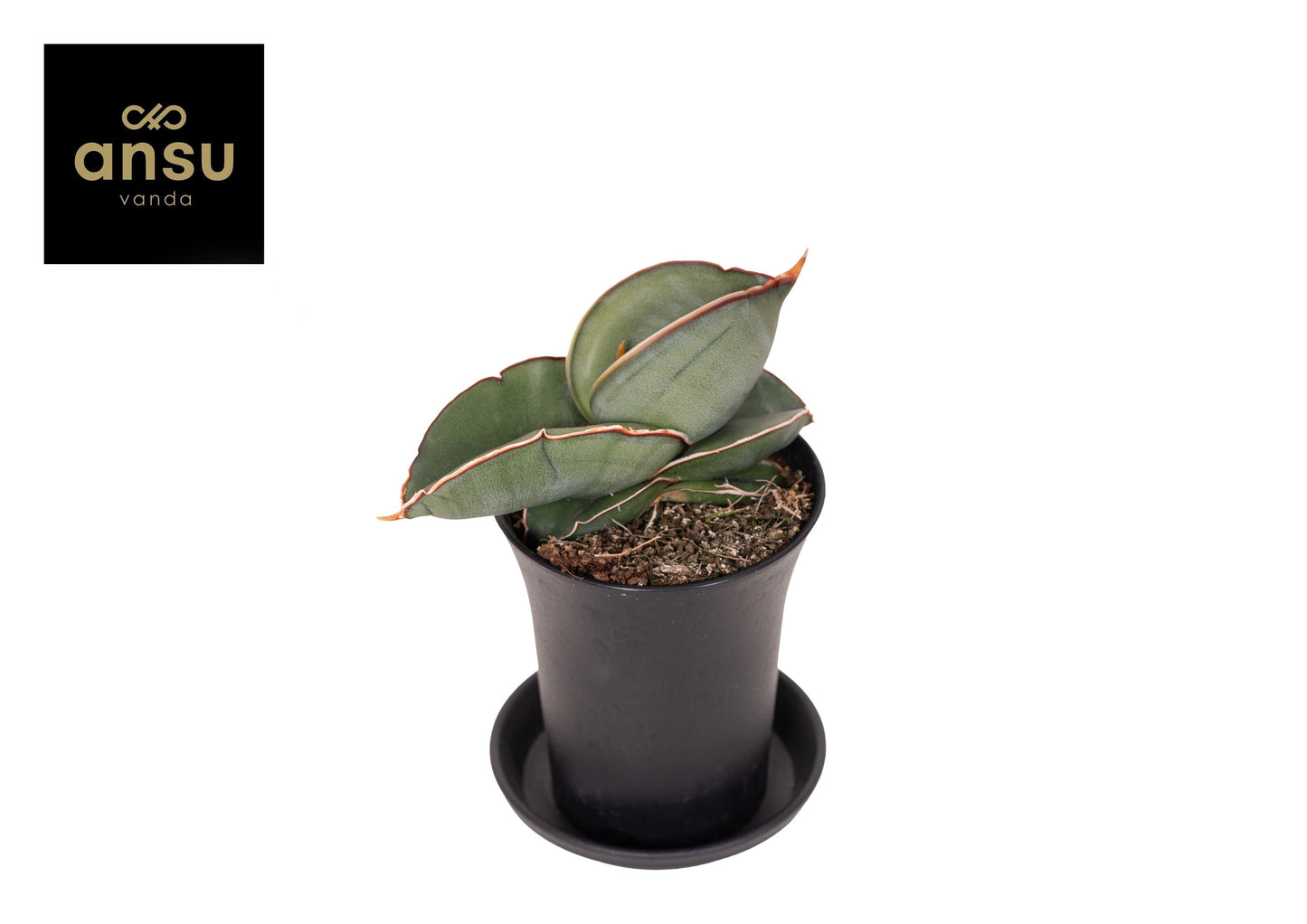 Sansevieria Almond Silver 15cm 7.5cm Pot