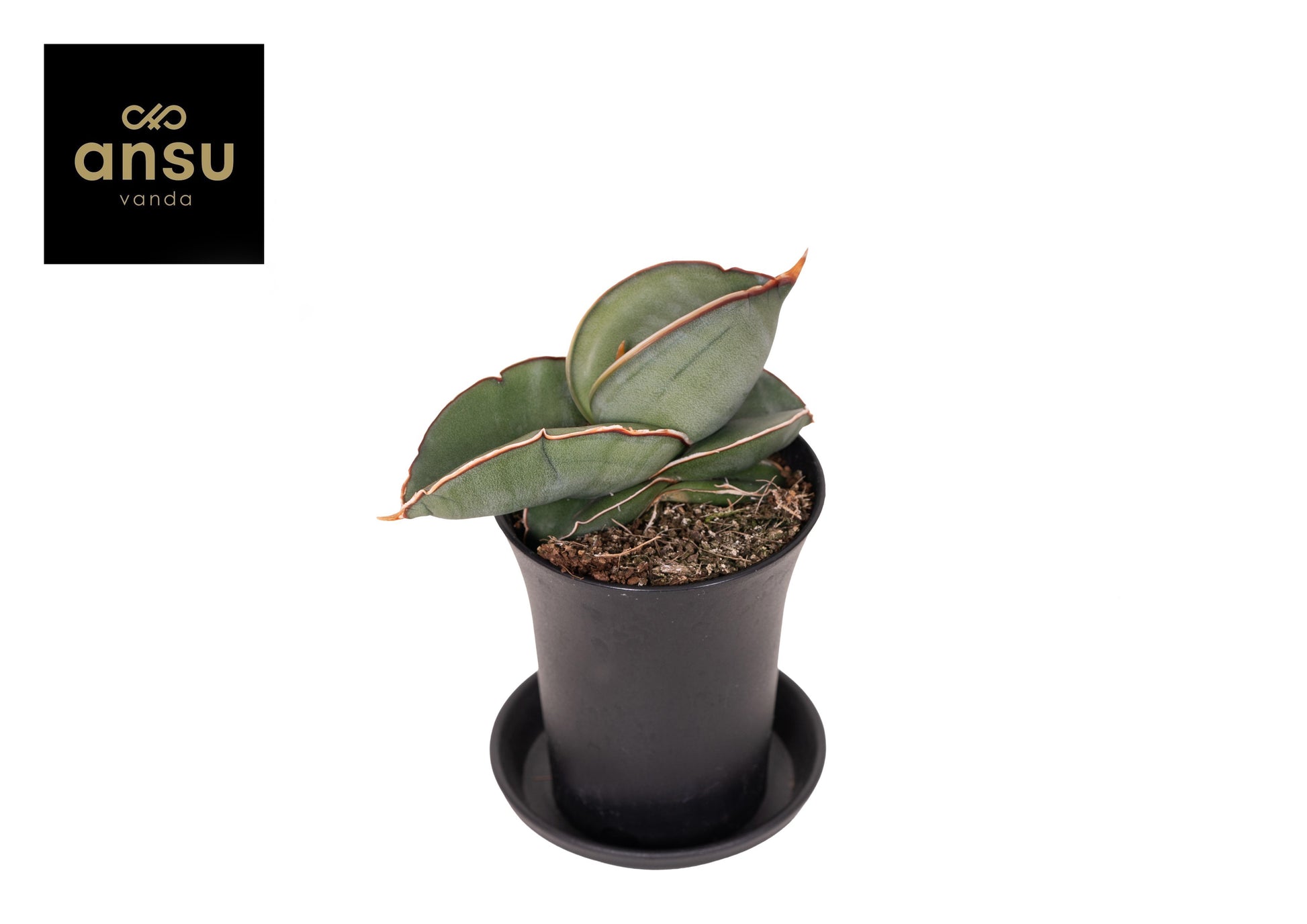 Sansevieria Almond Silver 15cm 7.5cm Pot