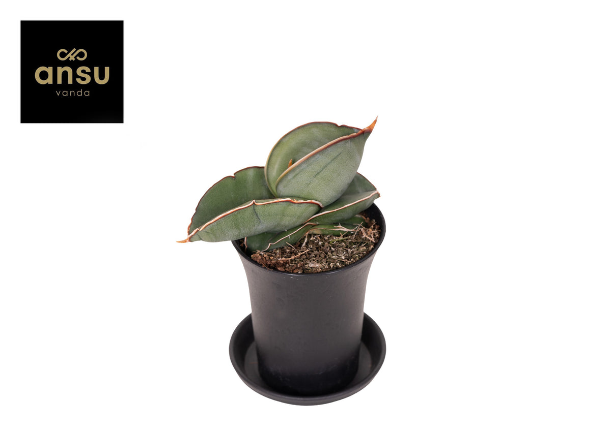Sansevieria Almond Silver 15cm 7.5cm Pot